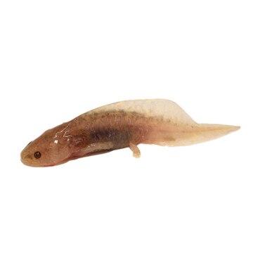 Copper Axolotl